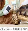 A sulcata tortoise is curious about its owner's headband. 138412086