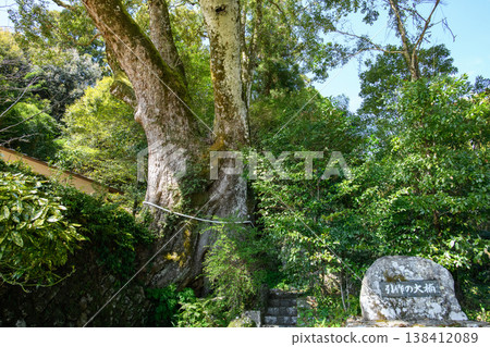 Hikisaku Great Camphor Tree, Natural Monument, Mie Prefecture Hikisaku Great Camphor Tree, Natural Monument, Mie Prefecture 138412089