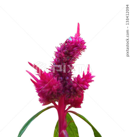 Vibrant pink celosia flower tropical bloom isolated white background closeup plant vivid color garden detail Celosia flower 138412094
