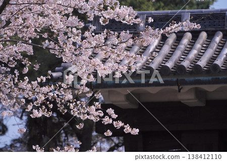 名古屋城二之丸外苑大手二之門櫻花盛開。 138412110