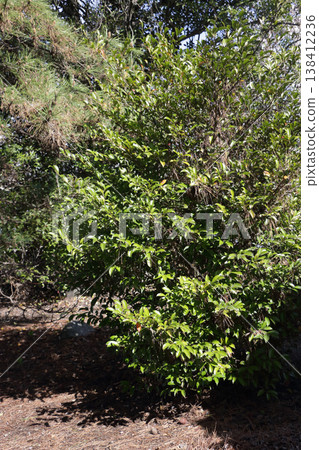 The sacred sakaki trees planted at local shrines for religious ceremonies. The sacred sakaki trees planted at local shrines for religious ceremonies. 138412236