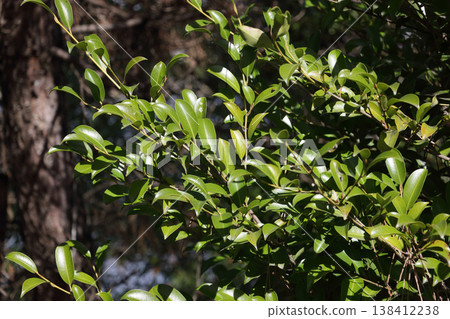 當地神社種植的用於宗教儀式的神聖榊樹。 138412238