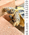 A Russian tortoise tries to escape as if nothing happened. 138412259