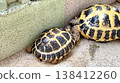 Russian tortoises having a conversation 138412260