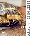 A Russian tortoise with a tomato stuck to its nose. 138412261