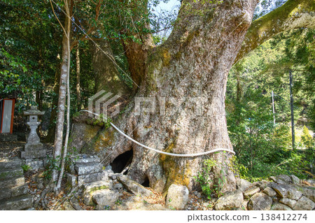 The Great Camphor Tree of Hikisaku Shrine, Natural Monument, Mie Prefecture The Great Camphor Tree of Hikisaku Shrine, Natural Monument, Mie Prefecture 138412274