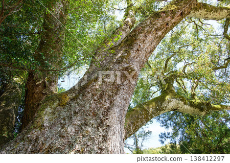 The Great Camphor Tree of Hikisaku Shrine, Natural Monument, Mie Prefecture 138412297