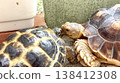 Russian tortoises and African spurred tortoises communicating with each other 138412308
