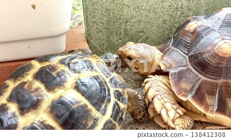Russian tortoises and African spurred tortoises communicating with each other Russian tortoises and African spurred tortoises communicating with each other 138412308