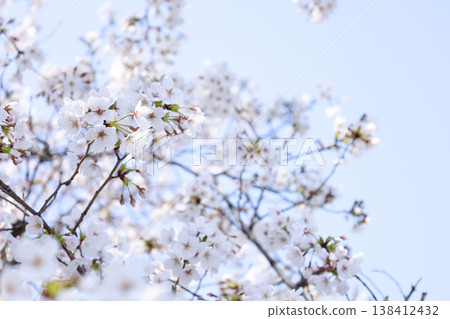 Cherry blossoms and a blue sky – a soft spring image. Cherry blossoms and a blue sky – a soft spring image. 138412432