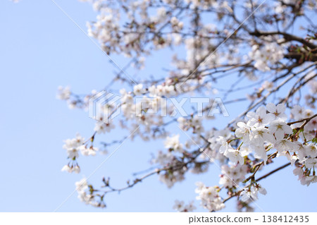 Cherry blossoms and a blue sky – a soft spring image. Cherry blossoms and a blue sky – a soft spring image. 138412435