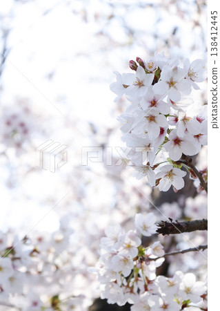 Cherry blossoms in full bloom create a soft, spring-like image. Cherry blossoms in full bloom create a soft, spring-like image. 138412445