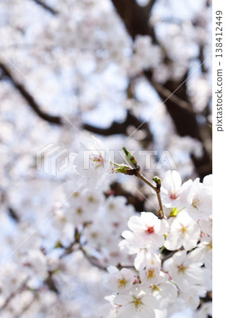 Cherry blossoms in full bloom create a soft image. Cherry blossoms in full bloom create a soft image. 138412449