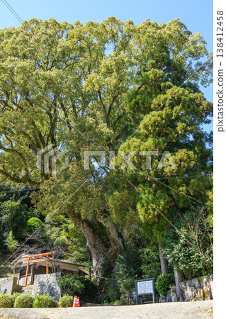 三重縣引作神社大樟樹,天然紀念物 三重縣引作神社大樟樹,天然紀念物 138412458