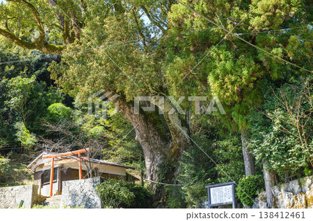 三重縣引作神社大樟樹,天然紀念物 三重縣引作神社大樟樹,天然紀念物 138412461