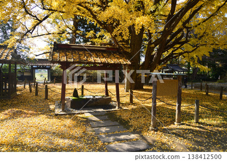 西念寺的秋葉,2025-11-16,#31 西念寺的秋葉,2025-11-16,#31 138412500