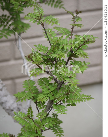 Japanese pepper tree in the garden Japanese pepper tree in the garden 138412515