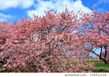 Kasamatsu Kawazu Cherry Blossom Road: Kawazu cherry blossoms in full bloom Kasamatsu Kawazu Cherry Blossom Road: Kawazu cherry blossoms in full bloom 138412526