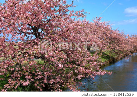 Kasamatsu Kawazu Cherry Blossom Road: Kawazu cherry blossoms in full bloom 138412529