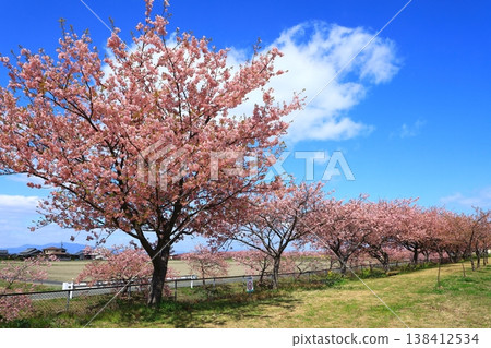 Kasamatsu Kawazu Cherry Blossom Road: Kawazu cherry blossoms in full bloom Kasamatsu Kawazu Cherry Blossom Road: Kawazu cherry blossoms in full bloom 138412534