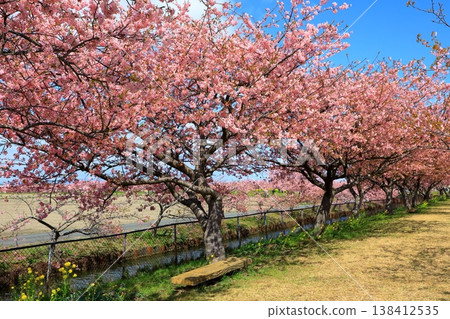 Kasamatsu Kawazu Cherry Blossom Road: Kawazu cherry blossoms in full bloom Kasamatsu Kawazu Cherry Blossom Road: Kawazu cherry blossoms in full bloom 138412535