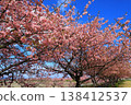 Kasamatsu Kawazu Cherry Blossom Road: Kawazu cherry blossoms in full bloom 138412537