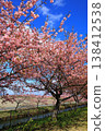 Kasamatsu Kawazu Cherry Blossom Road: Kawazu cherry blossoms in full bloom 138412538
