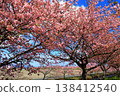 Kasamatsu Kawazu Cherry Blossom Road: Kawazu cherry blossoms in full bloom 138412540