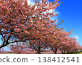 Kasamatsu Kawazu Cherry Blossom Road: Kawazu cherry blossoms in full bloom 138412541