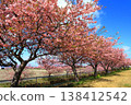 Kasamatsu Kawazu Cherry Blossom Road: Kawazu cherry blossoms in full bloom 138412542