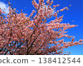 Kasamatsu Kawazu Cherry Blossom Road: Kawazu cherry blossoms in full bloom 138412544