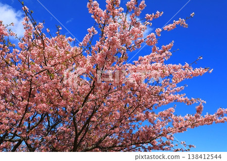 Kasamatsu Kawazu Cherry Blossom Road: Kawazu cherry blossoms in full bloom Kasamatsu Kawazu Cherry Blossom Road: Kawazu cherry blossoms in full bloom 138412544