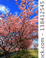 Kasamatsu Kawazu Cherry Blossom Road: Kawazu cherry blossoms in full bloom 138412545