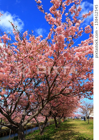 笠松河津櫻花大道：河津櫻花盛開。 138412545