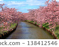 Kasamatsu Kawazu Cherry Blossom Road: Kawazu cherry blossoms in full bloom 138412546