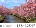 Kasamatsu Kawazu Cherry Blossom Road: Kawazu cherry blossoms in full bloom 138412547