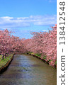 Kasamatsu Kawazu Cherry Blossom Road: Kawazu cherry blossoms in full bloom 138412548