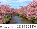 Kasamatsu Kawazu Cherry Blossom Road: Kawazu cherry blossoms in full bloom 138412550