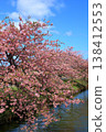 Kasamatsu Kawazu Cherry Blossom Road: Kawazu cherry blossoms in full bloom 138412553