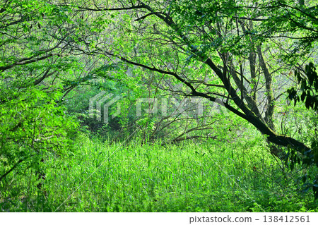 Fresh green scenery of a wetland area: Kitamoto Nature Park, Kitamoto City, Saitama Prefecture 138412561