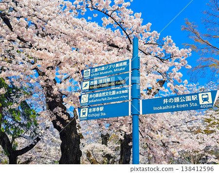 A sign indicating that the cherry blossoms are in full bloom. 138412596
