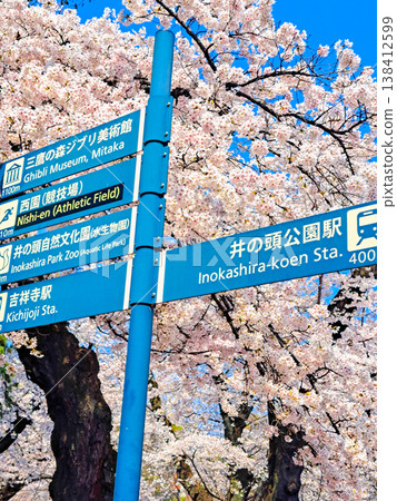 櫻花和路標（豎圖） 138412599