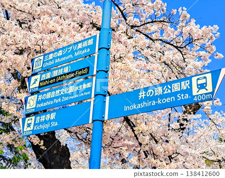 一塊牌子表示櫻花正值盛開期。 138412600