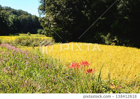 Autumn scenery in the valley (Gotanda Valley) Autumn scenery in the valley (Gotanda Valley) 138412618