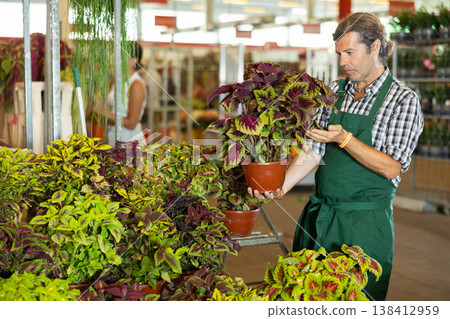 Adult man holding coleus in pot 138412959