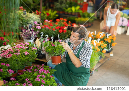 Middle-aged man holding flower-pot with geranium in plants market Middle-aged man holding flower-pot with geranium in plants market 138413001