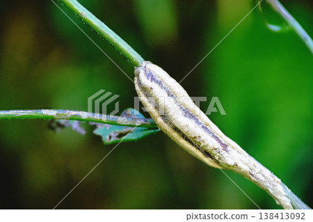Egg case of the Chinese mantis 138413092