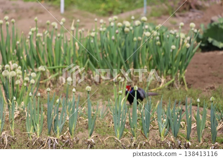 田野裡的洋蔥花莖和一隻野雞 138413116