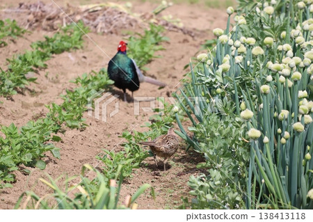 A pheasant appeared in a field where leeks were in bloom. A pheasant appeared in a field where leeks were in bloom. 138413118