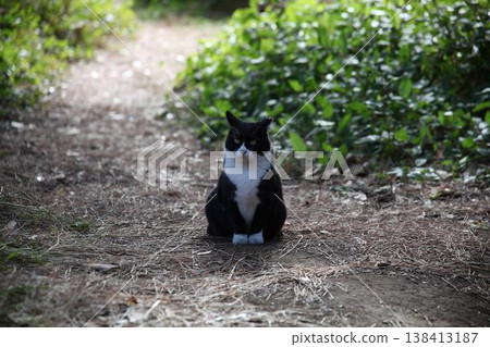 A cat staring at you A cat staring at you 138413187
